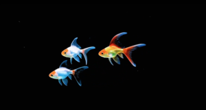 three red white gold small goldfish transparent long tail solid black background aquarium projection wallpaper
